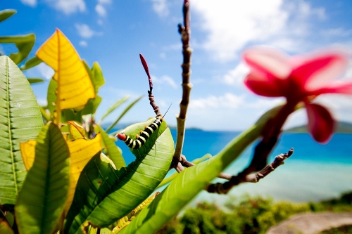 frangipani-worm-romona_robbins (500x333)