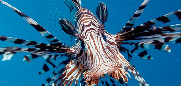 invasive lionfish St Croix