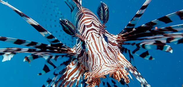 lionfish-invasion-smithsonian invasive lionfish St Croix