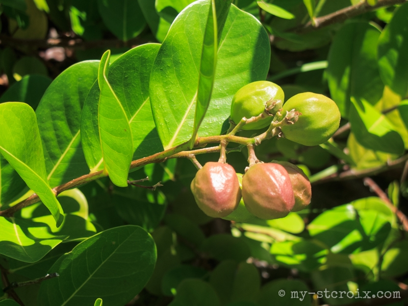 Sea Grape on Shell Island