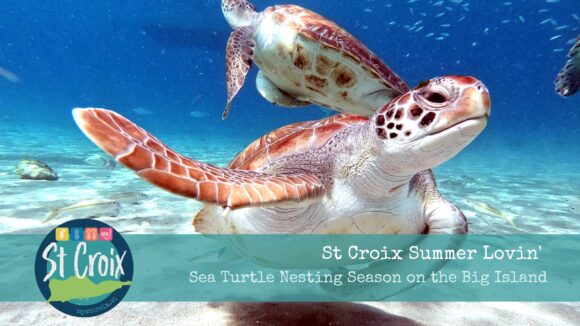 sea turtle nesting season on St Croix
