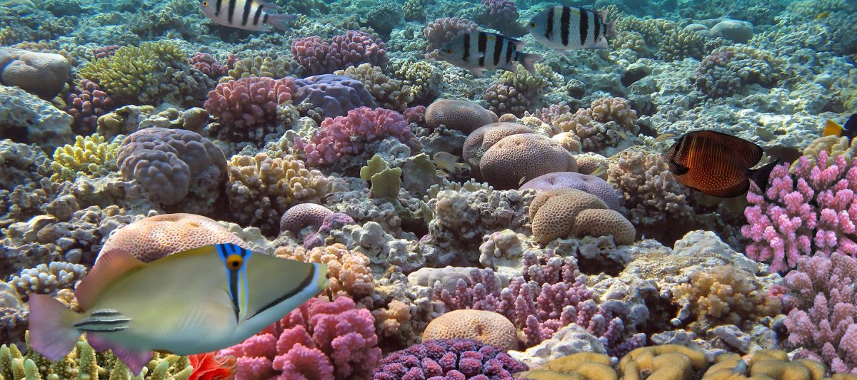 Sunscreen coral reefs with colorful fish and corals.