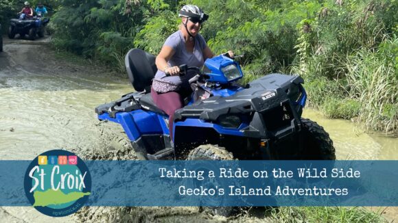 Taking a Ride on the Wild Side Geckos Island Adventures