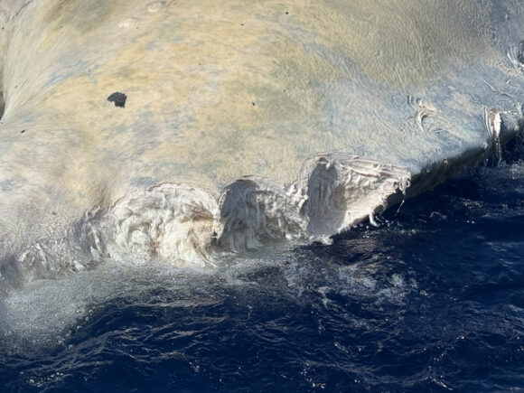 Tiger Shark Bites out of the Blubber